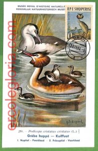 32924 - ALBANIA - MAXIMUM CARD - 1964 - FAUNA, BIRDS-