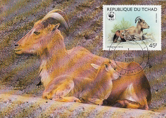 Chad 1988 Maxicard Sc #575 45fr Barbary sheep WWF