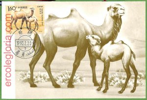 17331 - CHINA - Set of 2 pieces MAXIMUM CARD - ANIMALS, CAMEL-