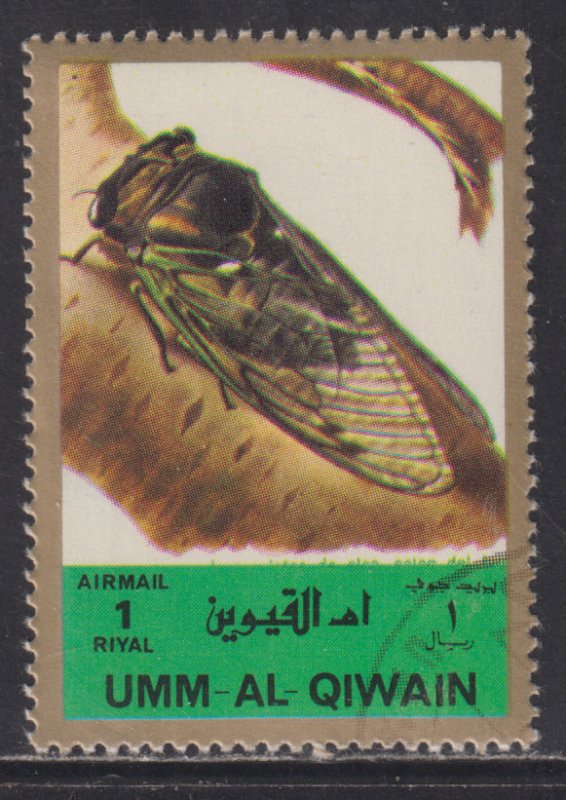 UAE Umm Al Qiwain Unlisted  Insects & Nature