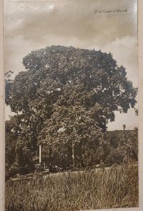 O) CUBA. OLD PHOTOGRAPHY - PEACE TREE REGISTRATION SANTIAGO DE CUBA, FINE