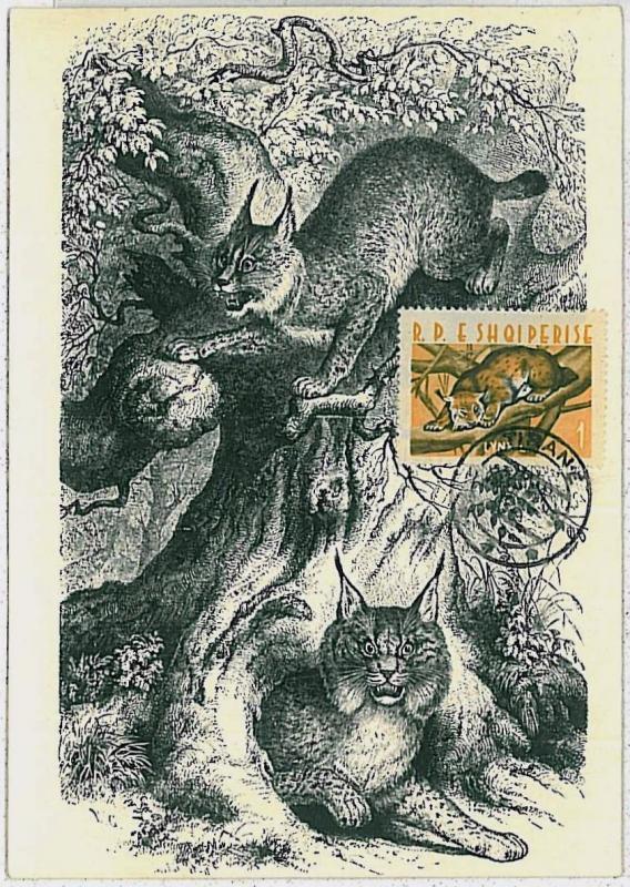 MAXIMUM CARD - POSTAL HISTORY - Albania: Lynx, Wild Cats, Fauna