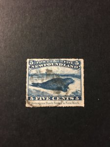 Newfoundland sc 40 uhr