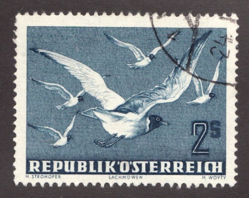 1952 Austria - Sc# C56 (air mail) Blackheaded Gulls, Birds. Used Cv$11