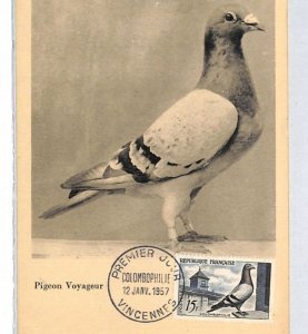 FRANCE 1957 FDC Postcard *PIGEON* MAXI-CARD Colombophilie BIRDS {samwells}RF30