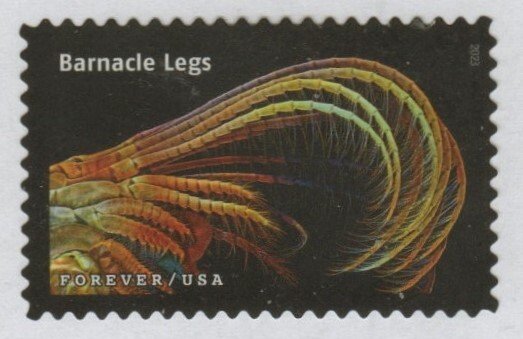 SC# 5802r - (66c) - Life Magnified, Barnacle Legs -18 of 20 - Used Off Paper