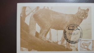 P) 1959 ARGENTINA, COUNTRY VIEWS, PUMA CONCOLOR, MAXIMUN CARD XF