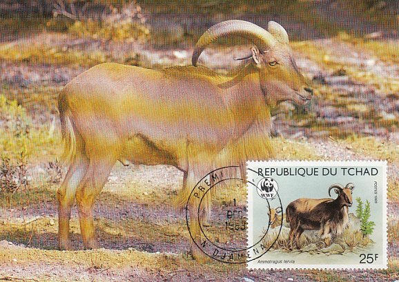 Chad 1988 Maxicard Sc #574 25fr Barbary sheep WWF