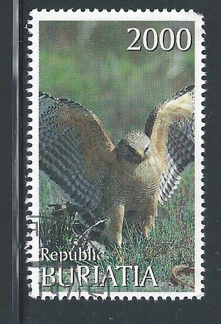 Buriatia Bird of Prey