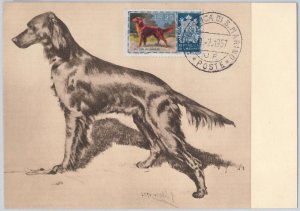 52682 - SAN MARINO - MAXIMUM CARD - ANIMALS dog IRISH SETTER 1957-