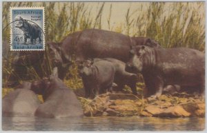 52644 - SOUTH AFRICA - MAXIMUM CARD - ANIMALS Hippopotamus 1956-