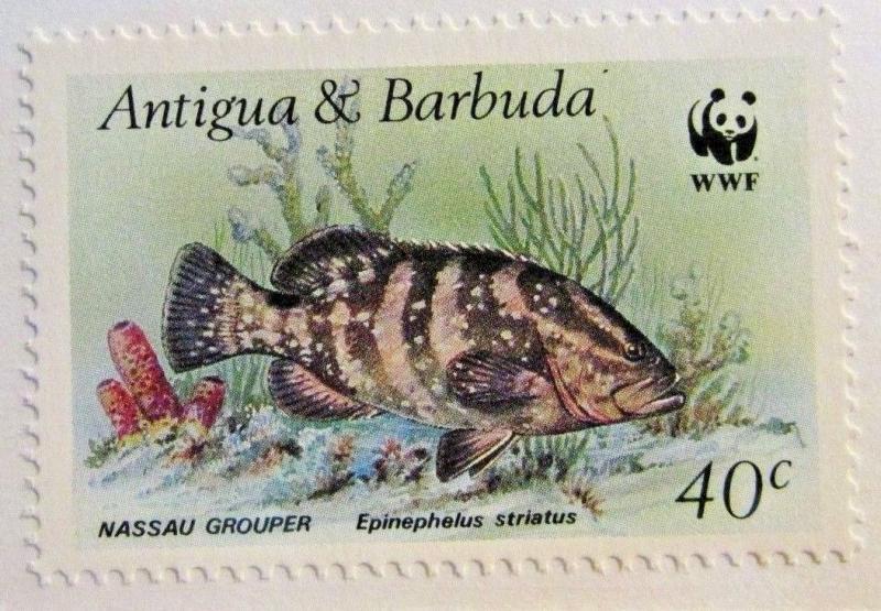 ANTIGUA & BARBUDA Scott #1007 ** MNH, WWF, NASSAU GROUPER, fine   Superfleas