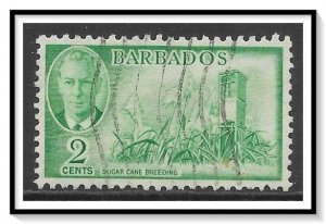 Barbados #217 Sugar Cane Breeding Used