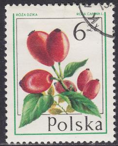 Poland 2205 Dog Rose 1977