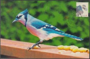 CANADA #3017a - The BLUEJAY on a SUPERB MAXIMUM CARD