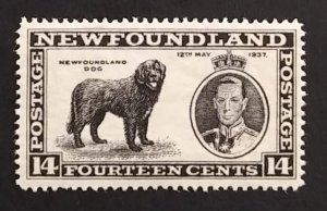 Newfoundland 238 VF MNH