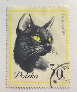 Poland 1964 Scott 1216 used - 30gr,  Cat, Kot Europejski