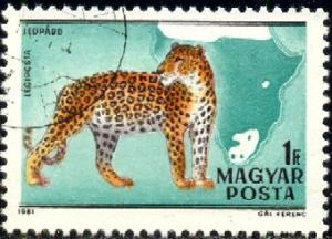 Wildcat, Leopard, Hungary SC#C427c used