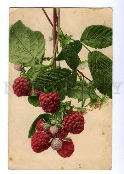 146269 Raspberry NOVOKONSTANTINOV to SMELA Smila Kiev Ukraine