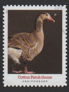 SC# 5588 - (55c) - Heritage Breeds Cotton Patch Goose - 6/10 - Used Single