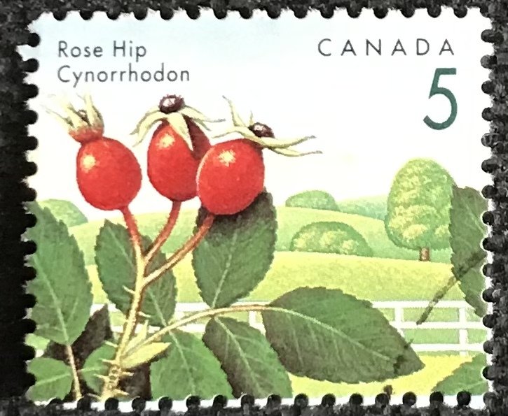 Canada #1352 Used Single Rose Hip SCV $.25 L43