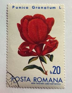 Romania 1971 Scott 2249 CTO - 20b, Bucharest Botanical Garden, Flowers