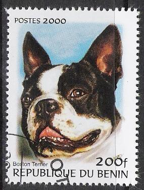 Benin Boston Terrier CTO