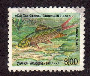 Sri Lanka 979 - Used - Mountain Labeo (cv $1.25)