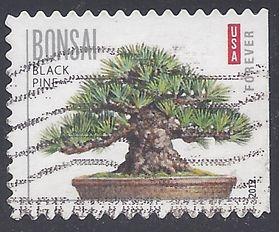 #4619 (45c Forever) Black Pine Bonsai Tree 2012 Used