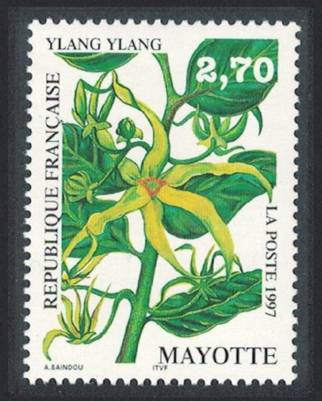 Mayotte Ylang-ylang 'Cananga odorata Tree SG#50