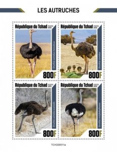 Chad - 2020 Ostrich Birds, Masai, Common - 4 Stamp Sheet - TCH200511a