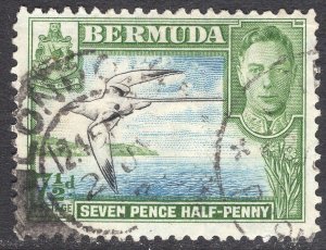 BERMUDA SCOTT 121D