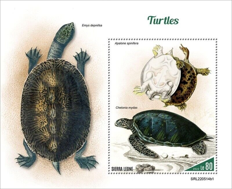 Sierra Leone - 2022 Turtles, Spiny Softshell - Stamp Souvenir Sheet -