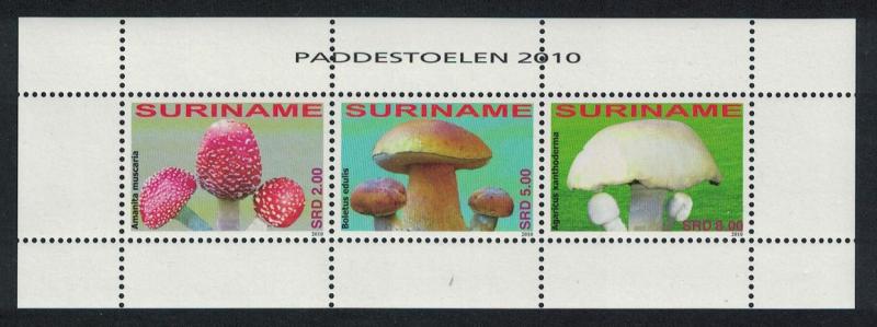 Suriname Fungi MS SG#MS2847