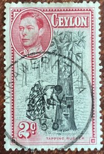 Ceylon #278 Used Single Tapping Rubber Tree L37