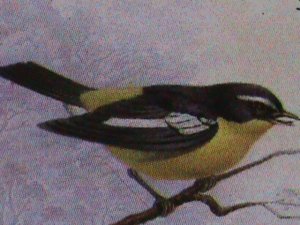 KOREA STAMP:1996-SC#3555 SEASONING BIRDS  MNH S/S SHEET   VERY RARE