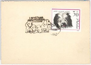 42993 - POLAND - POSTAL HISTORY - CARD with nice postmark - 1968 DOGS-