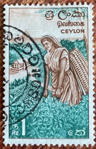 Ceylon #379 Used Single Tea Picker L39