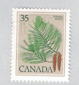 Canada Pine cone bis 35c (AP127913)