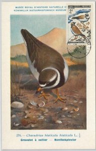 62877 - Saint Pierre et Miquelon - POSTAL HISTORY: MAXIMUM CARD 1964 - BIRDS-