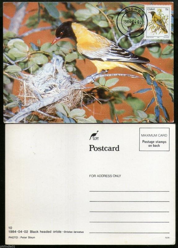 Ciskei 1984 Birds Black Headed Orioly Nest Fauna Animals Sc 15 Max Card # 7609