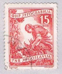 Yugoslavia 384 Used Gathering sun flowers 1953 (BP28223)