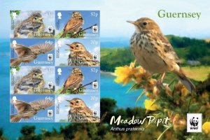 Guernsey 2017 WWF Rare birds Anthus pratensis minisheet MNH