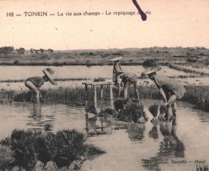 France INDOCHINA Postcard RICE Hanoi *MARSEILLE A YOKOHAMA* Maritime 1923 MA559