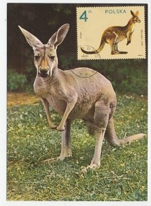 Maximum card Poland 1980 Kangaroo