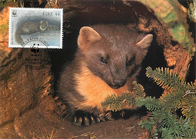E0008 WWF Maximum Card 1992 Fauna Animals Ireland Pine Marten