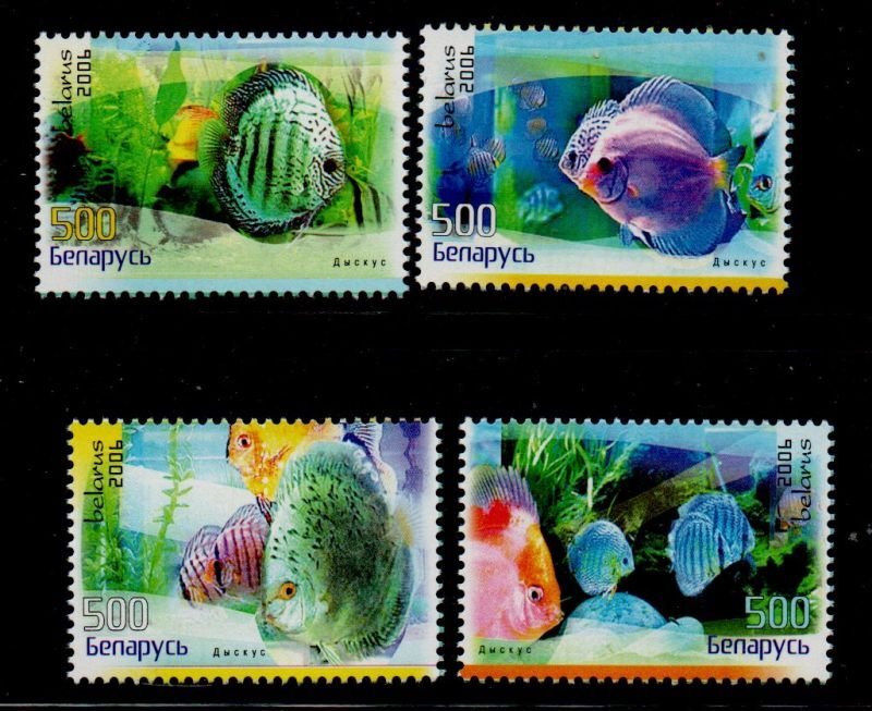 Belarus Sc 608-611 2006 Discus Fish stamp set mint NH