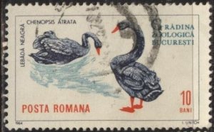 Romania 1678 (postally used) 10b Bucarest Zoo: black swans (1964)