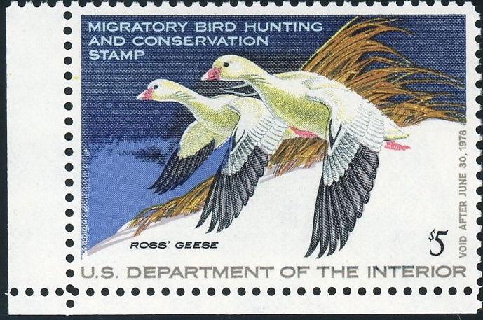 US Duck Stamp RW44 1977 XF 90 - Cert  MNH   S868