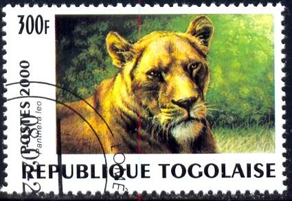 Wildcat, Panther Leo, Female, Togo stamp SC#1922 used